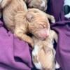 Goldendoodle Puppies Born 10/7