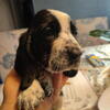 Akc European Bassett Hounds