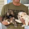 Pomeranians males 2 available from litter