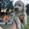 Goldendoodle pups, Mancelona Mi