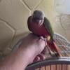 Hand Fed, Green Cheek babies