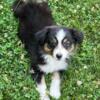 AKC & ASCA Australian Shepherd black tri female. Health tested with Champion Lines.