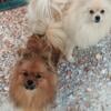 AKC female Pomeranians