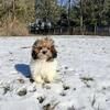 TOY POODLE (male)