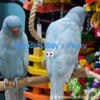 Blue Hillerman Indian ringneck only one left Handfed baby last of the season