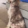 Rehoming standard poodle