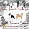 AKC BOSTON TERRIER Puppies