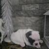 Born 10/15/2025 French Bulldog puppie - Rogersville Tns 1 male, 1 female