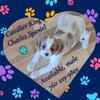 Cavalier King Charles Spaniel puppies
