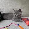 British Shorthair Kitten