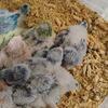 Baby Quakers in NY