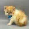 Gorgeous Exotic Shorthair male Kitten Available