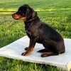 Rottweiler Mixed Breed Puppies Available for Adoption!