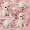 Adorable Scottish Straight Kittens – 2 Months Old