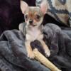 AKC APPLE HEAD CHIHUHUA SABLE FEMALE.