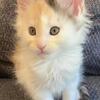 Maine Coon Kitten for sale
