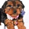 Female Yorkie 