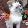 Sialander kittens available 