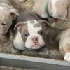 English Bulldog Puppies
