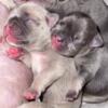 French bulldog puppies. Reserve now