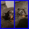 CKC black and tan dapple mini dachshund