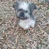Shih tzu Pomeranian boy