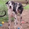 Great Dane 