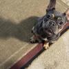 Purebred French Bulldog puppies Lilac & Tan (dd/coco/atat)