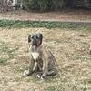 AKC Irish Wolfhound Female