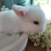 Sweet Holland lop babies