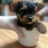 CKC Registered Yorkie puppy ready for adoption! Adorable little fur baby