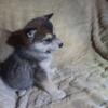 Pomsky puppies