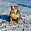 American bully foundation pups available