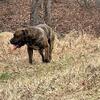 Presa Carnario 4 years old registered free to good homes