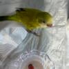 Green Opaline Quaker parrot for sale in Orlando, Florida