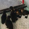 Cayuga Ducklings