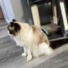 7 Years Old Ragdoll Female Cat is Looking for New Family