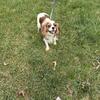 Cavalier King Charles Spaniel - Almost 6 years old