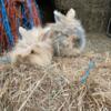 New Lionhead Rabbits