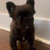 Chocolate male flufffy French bulldog