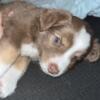 Mini Australian Shepherd Puppies Available at 8 Weeks End of April