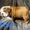 AKC English Bulldog Chocolate Fawn Sable 