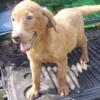 AKC Registered  Yellow/Foxfire Labrador Retriever