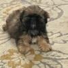 5 month old male Shih Tzu