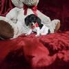 Dachshund "Mini " Pups Beautiful Short Coat Babies