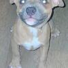 Team Green Kennels Production.