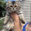 Purebred Persian Girl