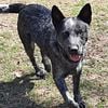 Adorable Blue Heeler male dog Niles, MI