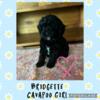 We have available Cavapoo puppies!