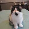 Pure Persian Registered Male Kitten, larger blaze